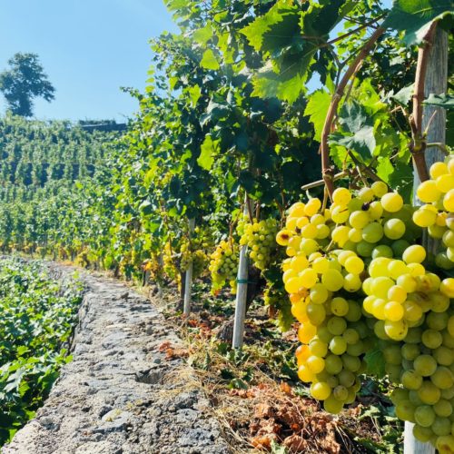 Trauben_Gelsomina Trauben_Gelsomina